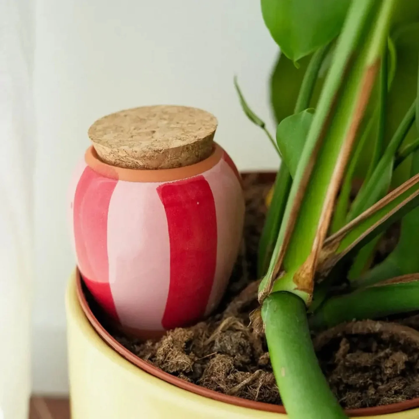 Diffuseur d'eau naturel pour plantes - Image 2