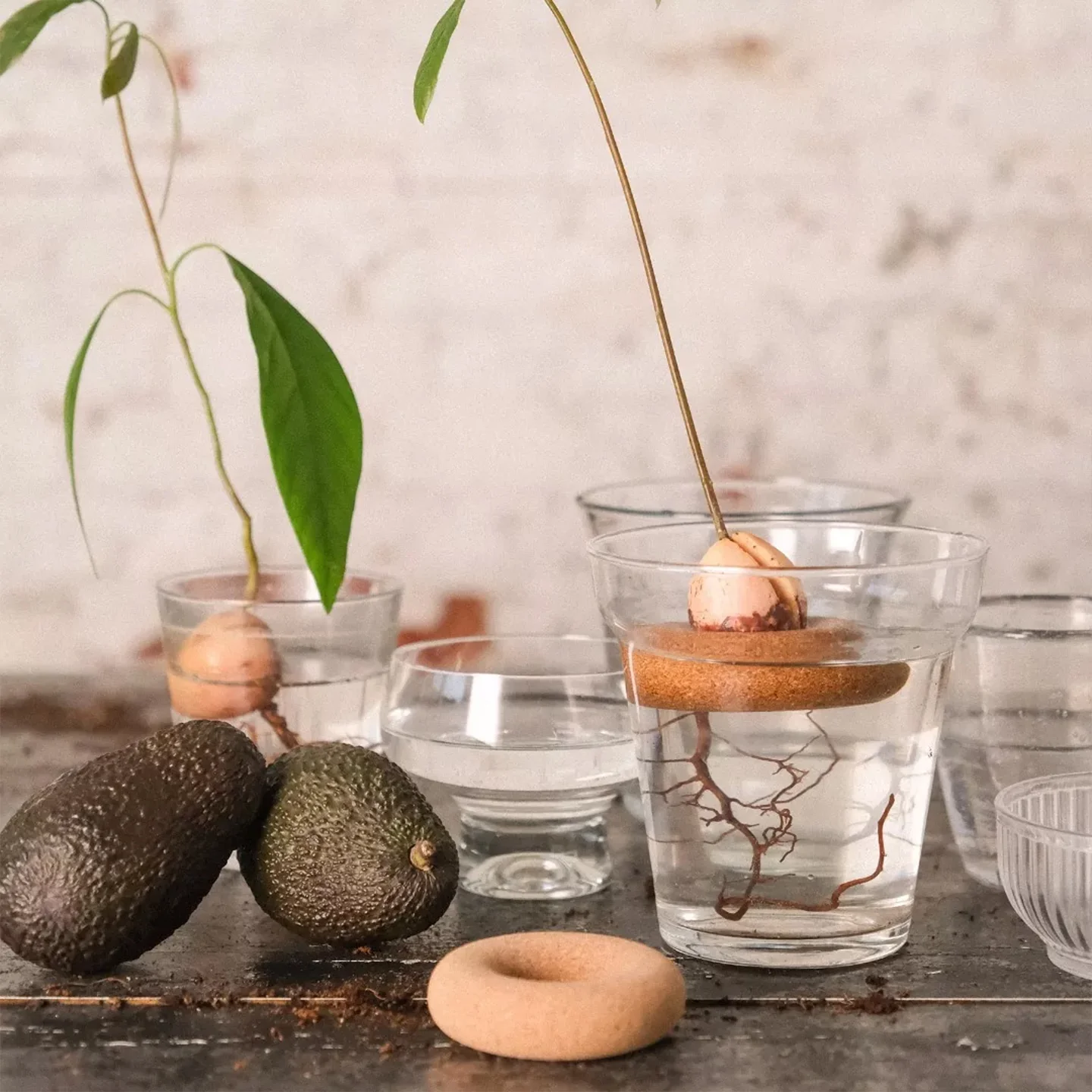 Kit pour faire pousser son avocat - Image 2